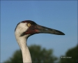 Whooping_Cranes